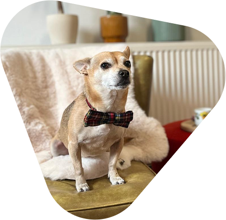 Diego the therapy dog at Wild Goat Creative Studio in Antwerp